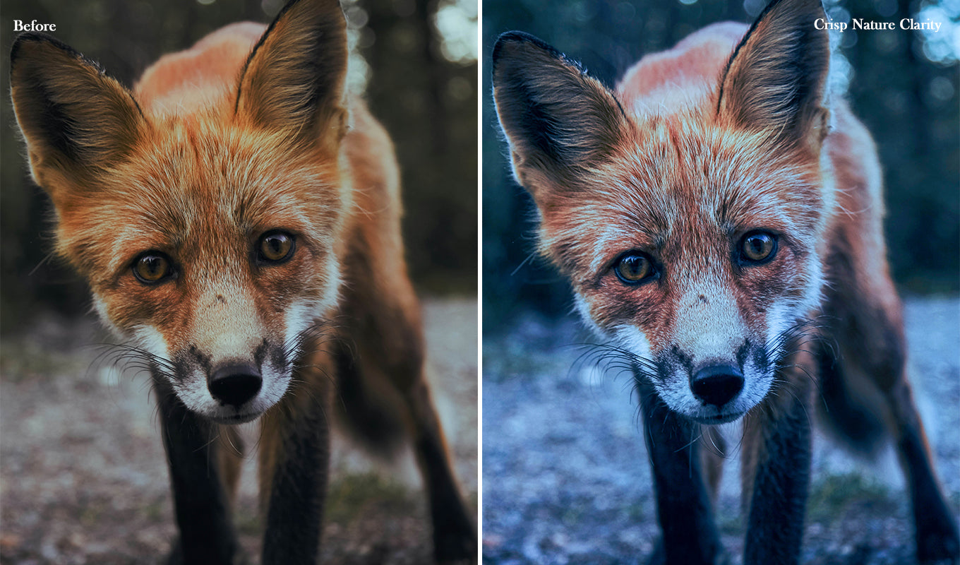 20 Wildlife Presets for Lightroom & Photoshop