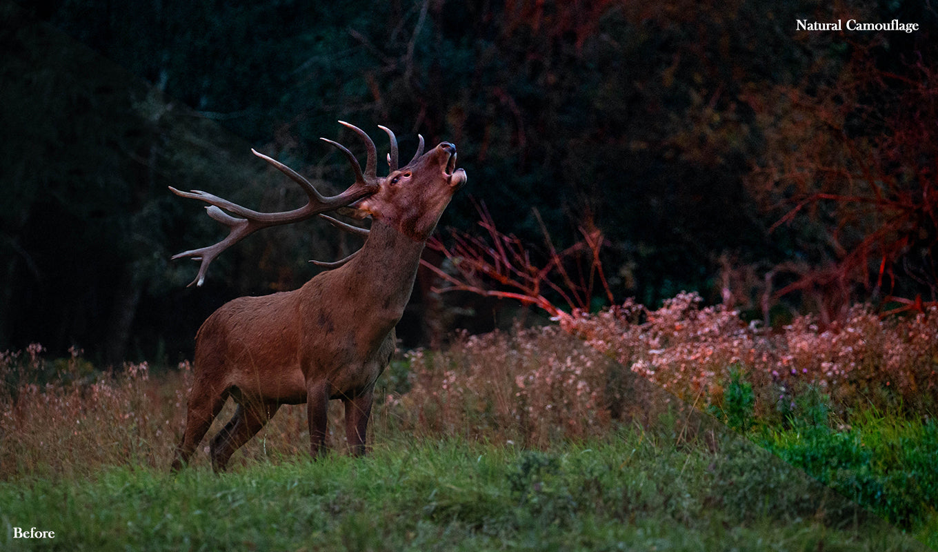 20 Wildlife Presets for Lightroom & Photoshop