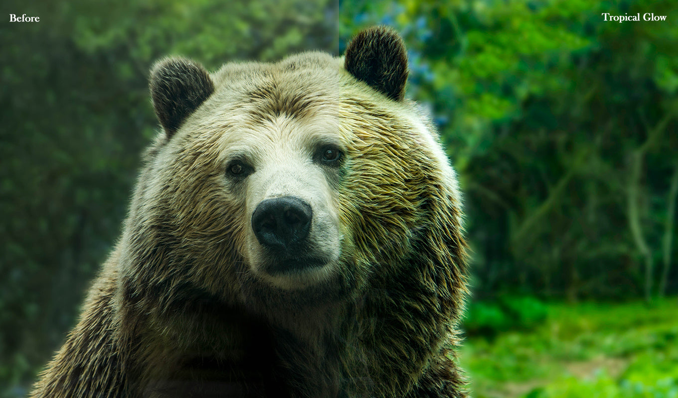 20 Wildlife Presets for Lightroom & Photoshop